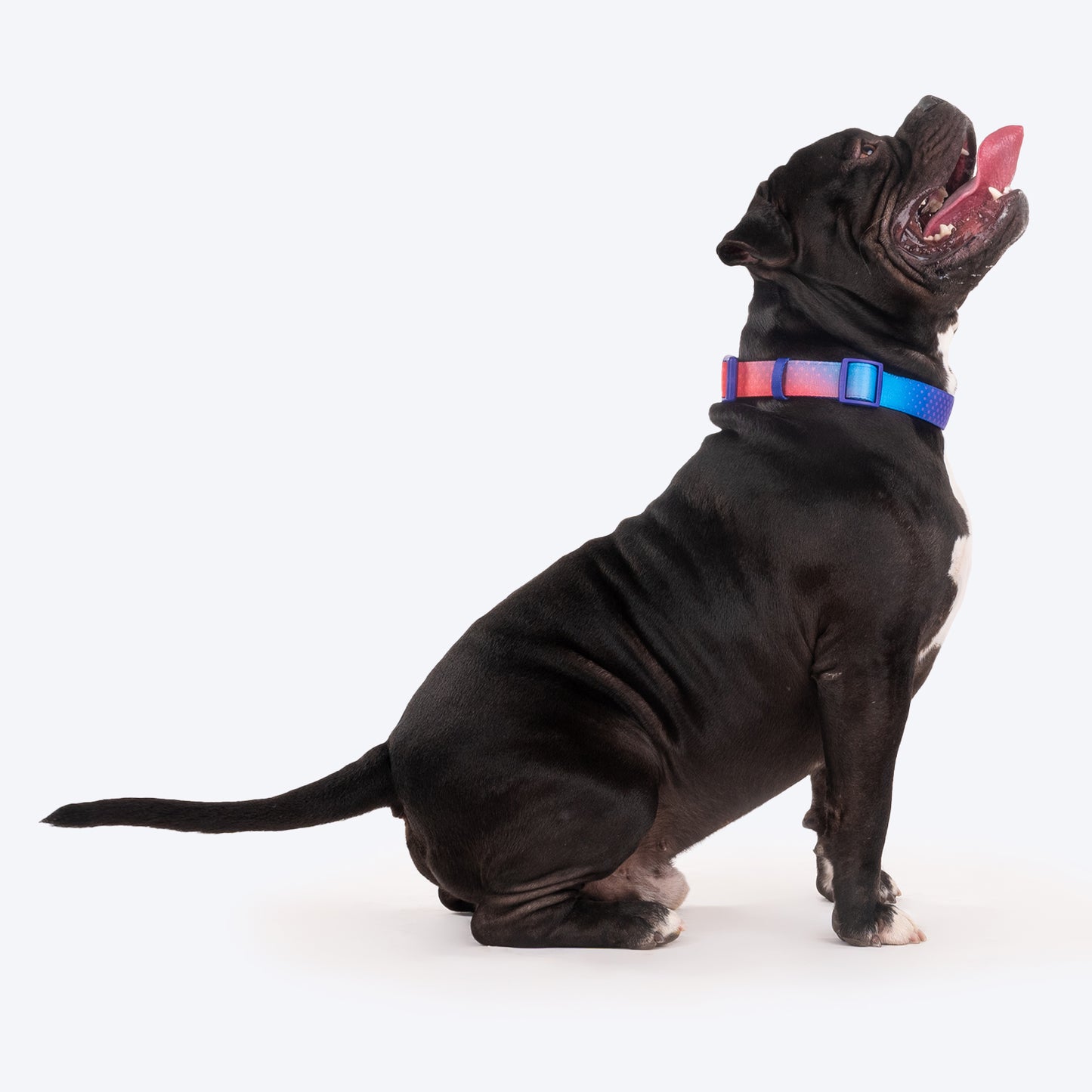 Dash Dog Flow Padded Collar - Violet & Red - Heads Up For Tails