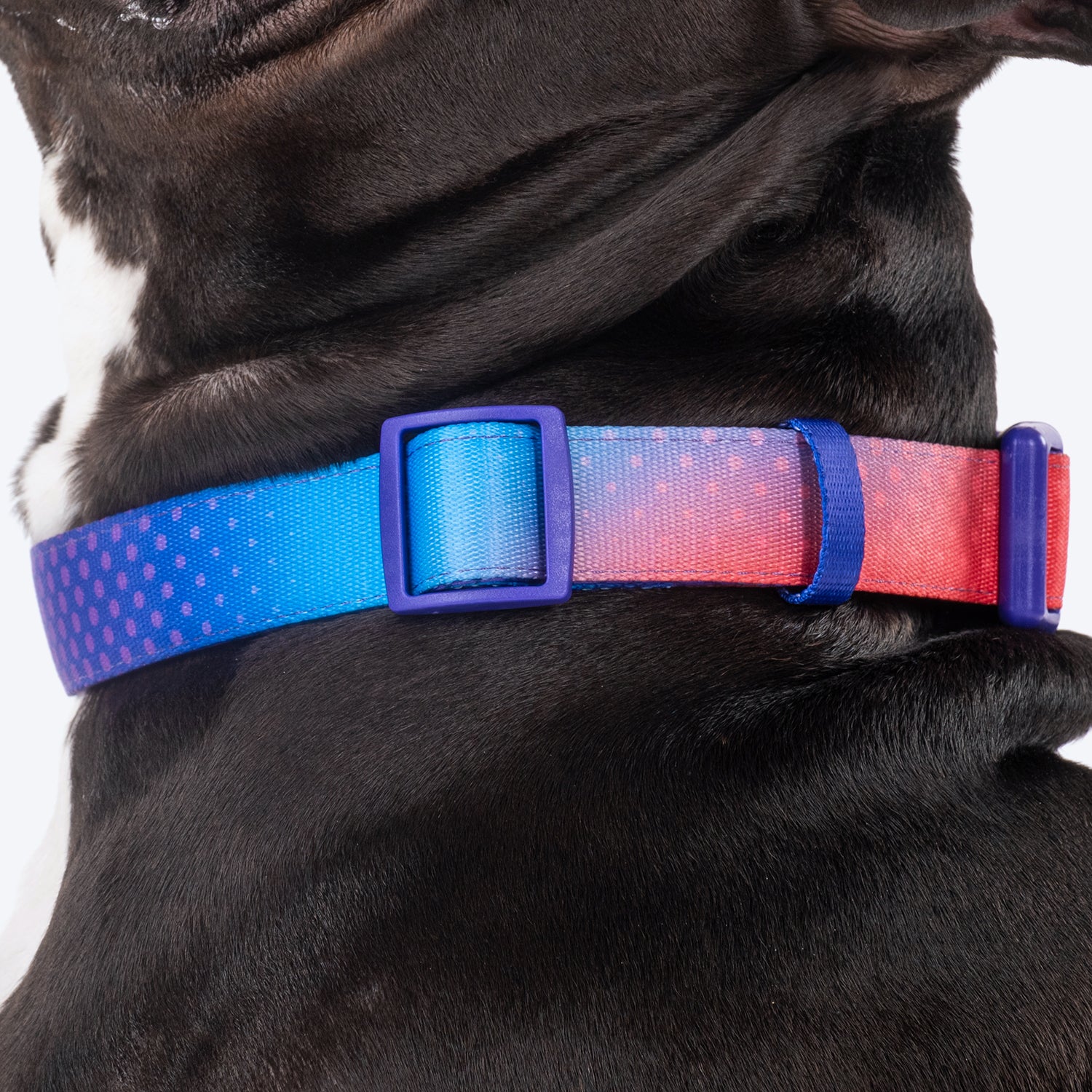 Dash Dog Flow Padded Collar - Violet & Red - Heads Up For Tails