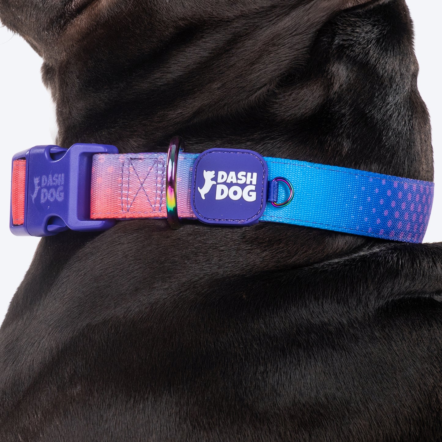 Dash Dog Flow Padded Collar - Violet & Red - Heads Up For Tails