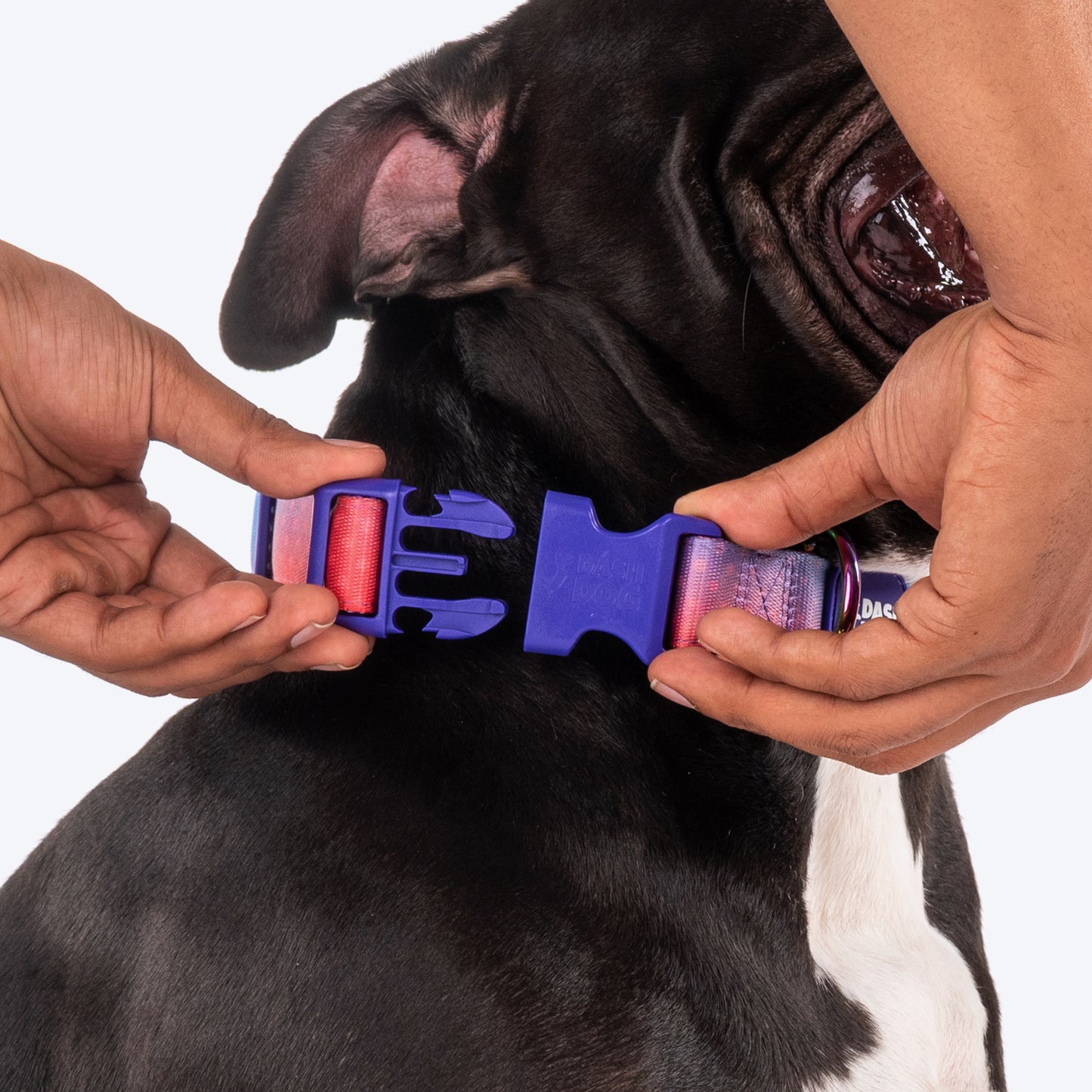 Dash Dog Flow Padded Collar - Violet & Red - Heads Up For Tails