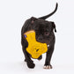 Dash Dog Wild Lion Comfort Dog Toy - Yellow - Heads Up For Tails