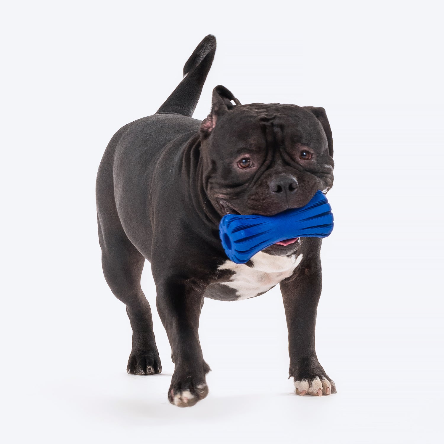 Buy dog outlet toy