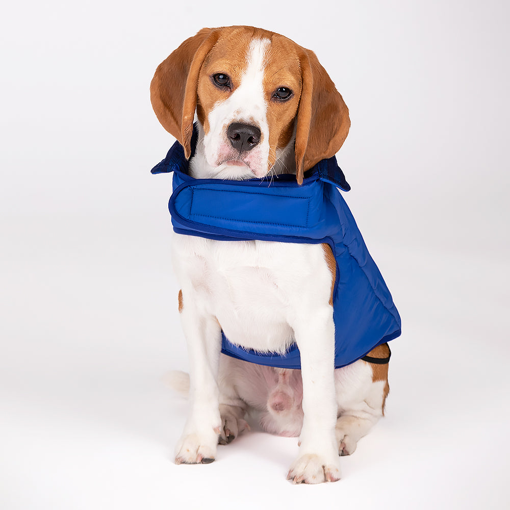 HUFT Wintersong Corduroy Dog Jacket - Blue - Heads Up For Tails