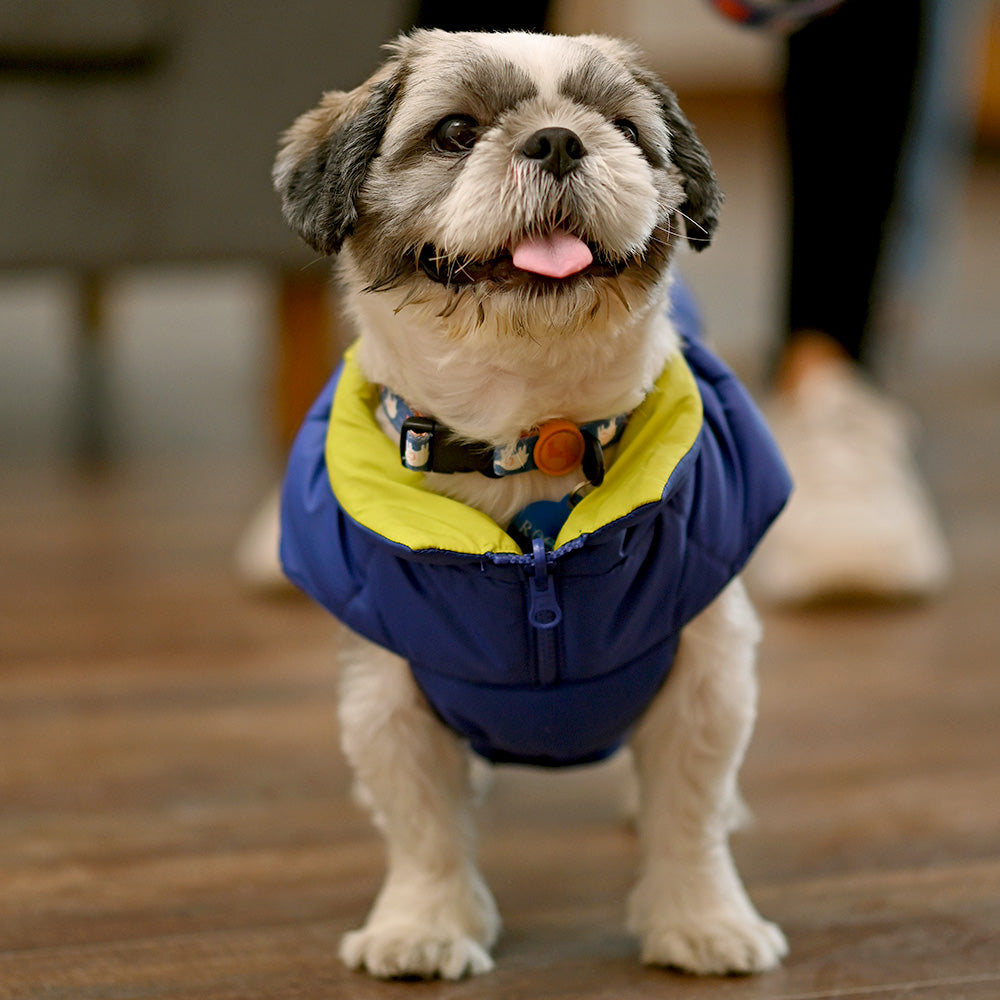 Yellow dog jacket hotsell