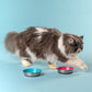 HUFT Cutest Collection Slurp Kitten Bowl - Blue - Heads Up For Tails