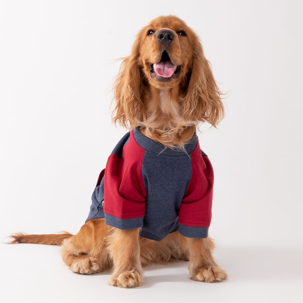HUFT Colour Block Pocket Pet Sweatshirt - Blue Melange and Red - Heads Up For Tails