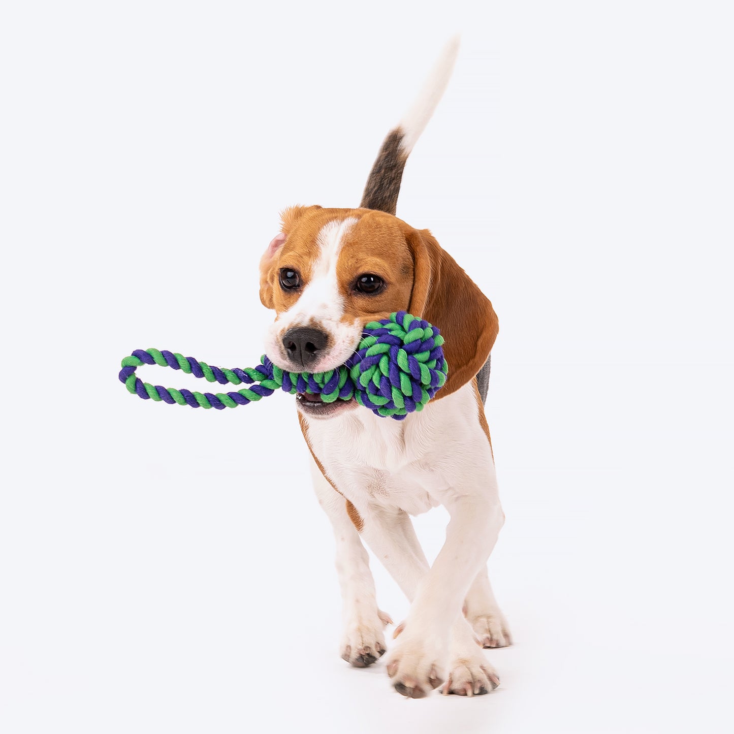 Dash Dog So Knotty Rope Toy For Dogs - Green & Violet_06