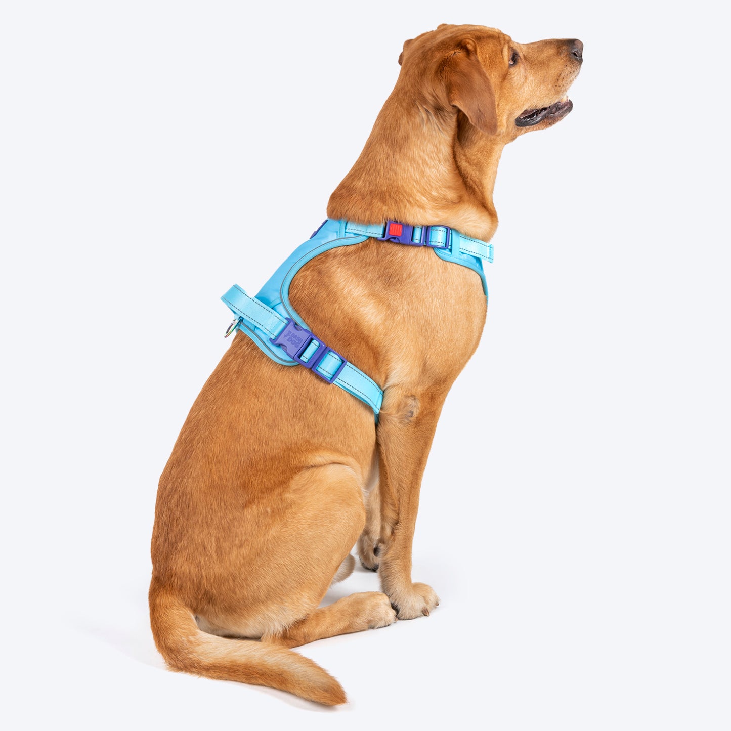 Dash Dog Zoom Walk Along Harness - Aqua Blue & Lavender - Heads Up For Tails