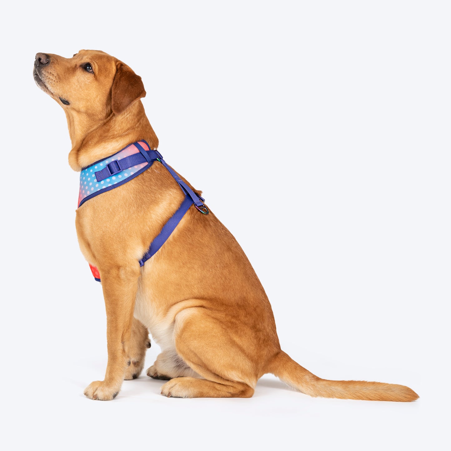 Dash Dog Flow Easy Walk Harness - Violet & Red - Heads Up For Tails