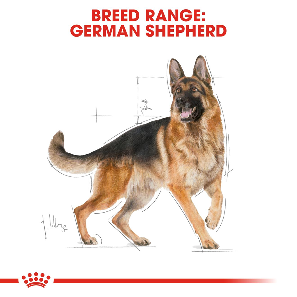 German shepherd online purchase deals