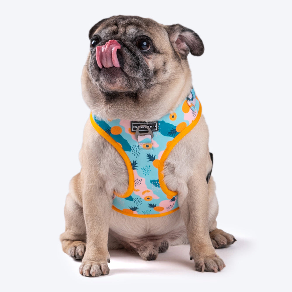 HUFT Modern Art Printed Dog Harness - Heads Up For Tails