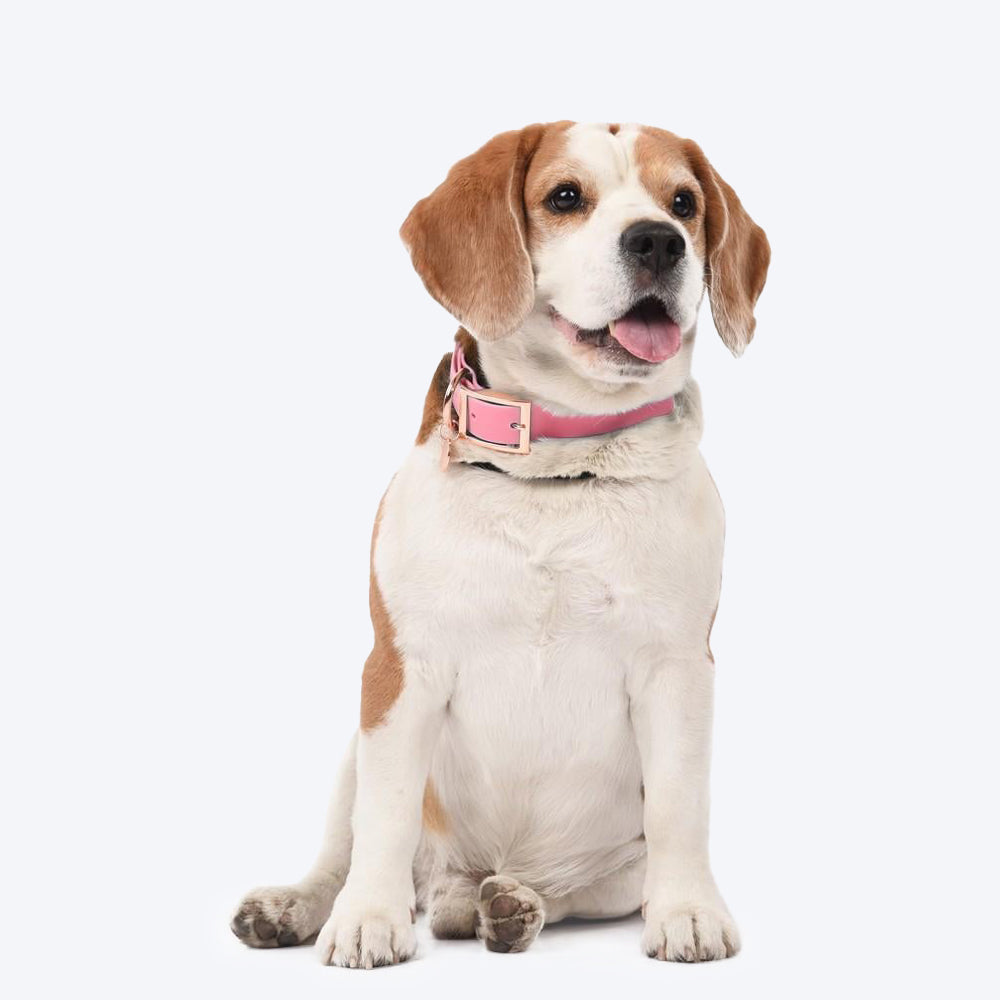 HUFT Pastel Pawprint Rain Friendly Dog Collar - Pink - Heads Up For Tails