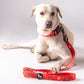 HUFT Summer Rapture Dog Collar and Leash Set - Heads Up For Tails