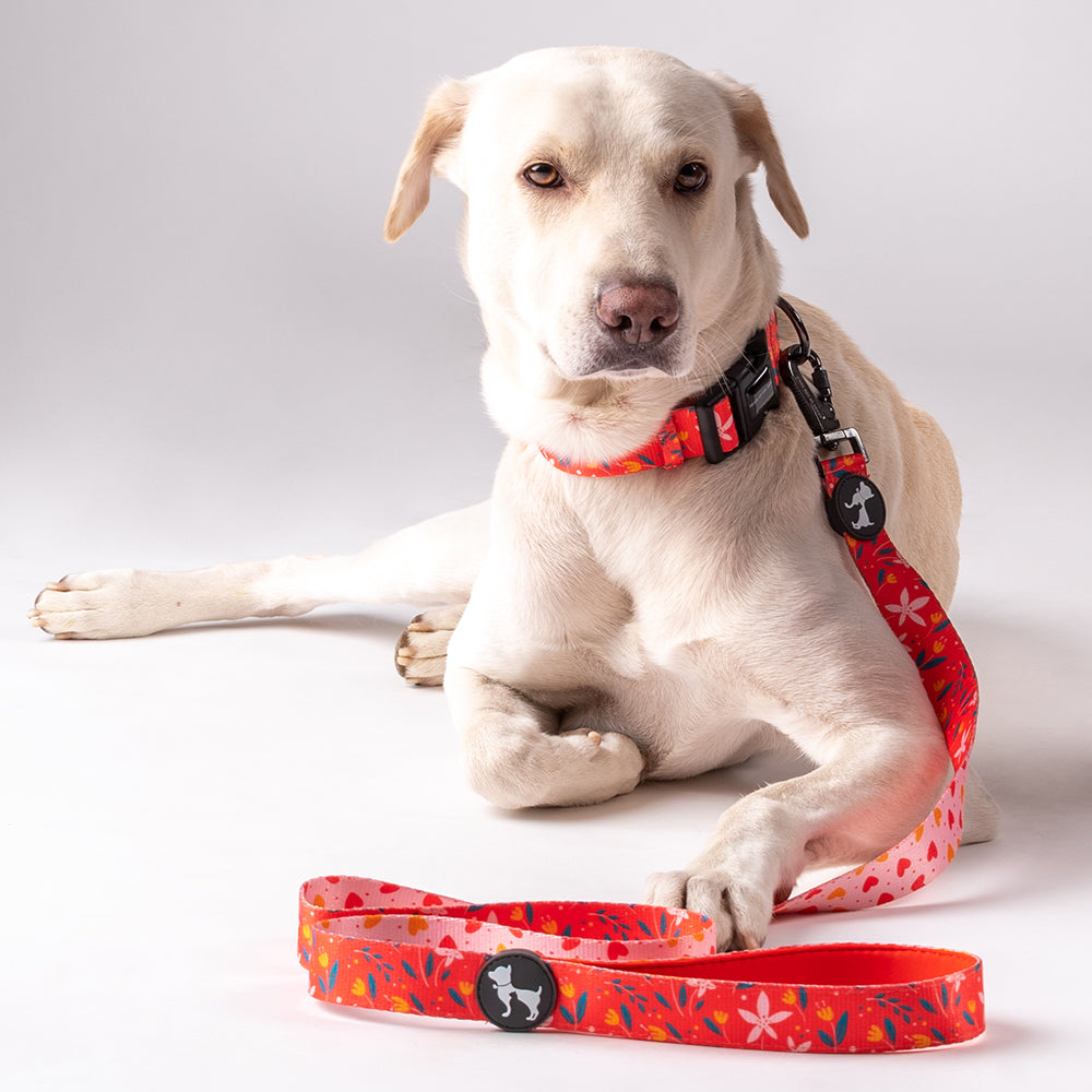 HUFT Summer Rapture Dog Collar and Leash Set - Heads Up For Tails