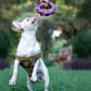 HUFT Twistee Collection Dog Chew Toy - Chomp Circle - Heads Up For Tails