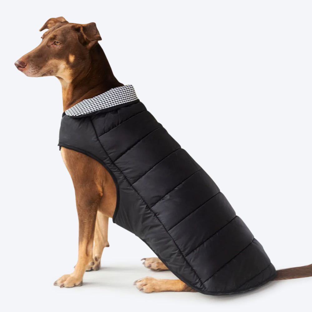 HUFT Wintersong Essentials Dog Jacket - Black - Heads Up For Tails