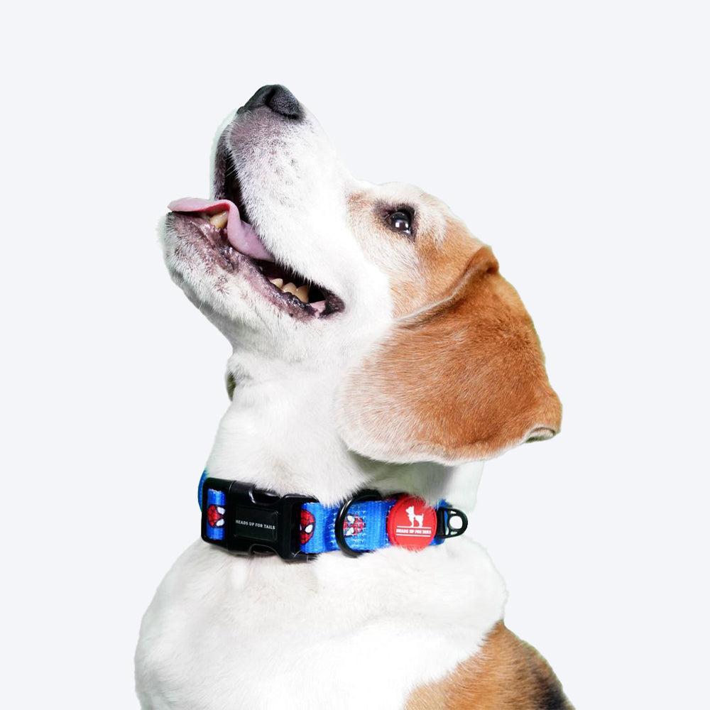 HUFT X©Marvel Spider-Man Dog Collar - Sky Blue - Heads Up For Tails