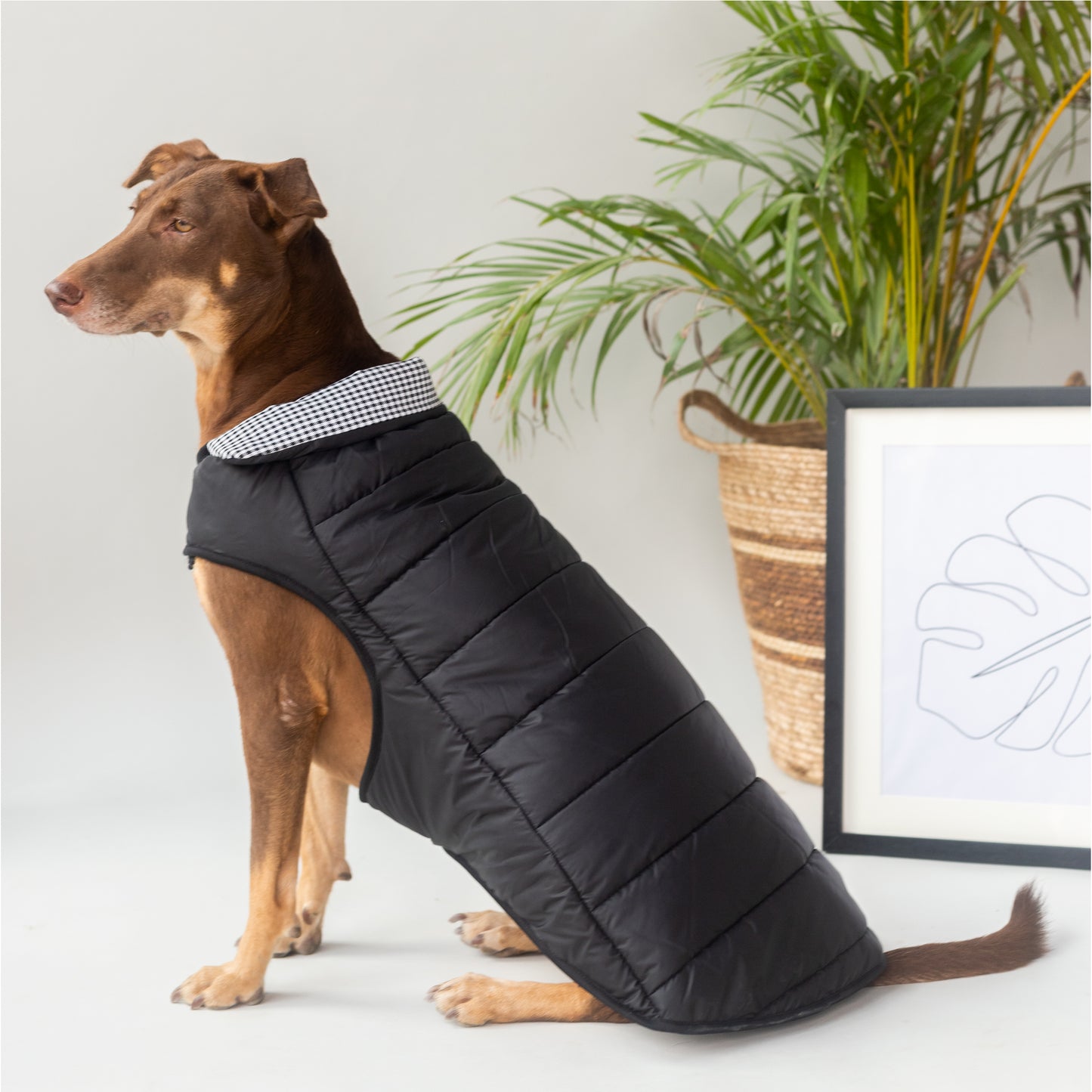 HUFT Wintersong Essentials Dog Jacket - Black