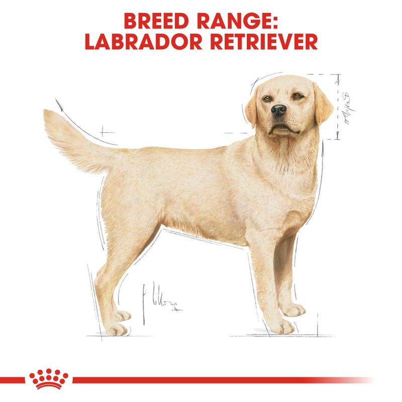 Royal Canin Labrador Retriever Adult Dry Dog Food - Heads Up For Tails