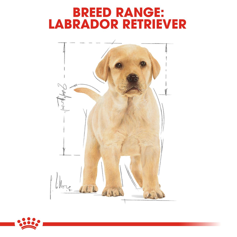 Royal Canin Labrador Retriever Dry Puppy Food - Heads Up For Tails