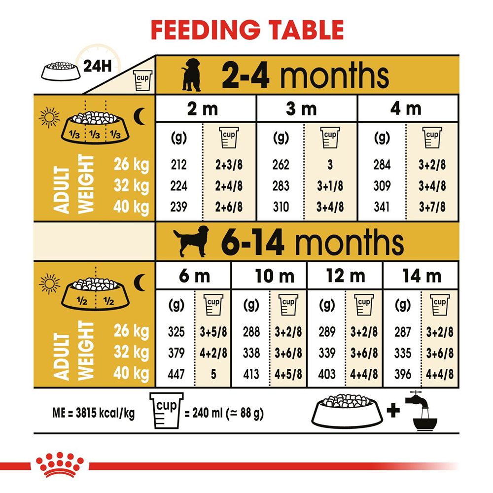 How much to feed a labrador puppy online