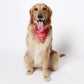 HUFT Heart Stripes Reversible Dog Bandana4