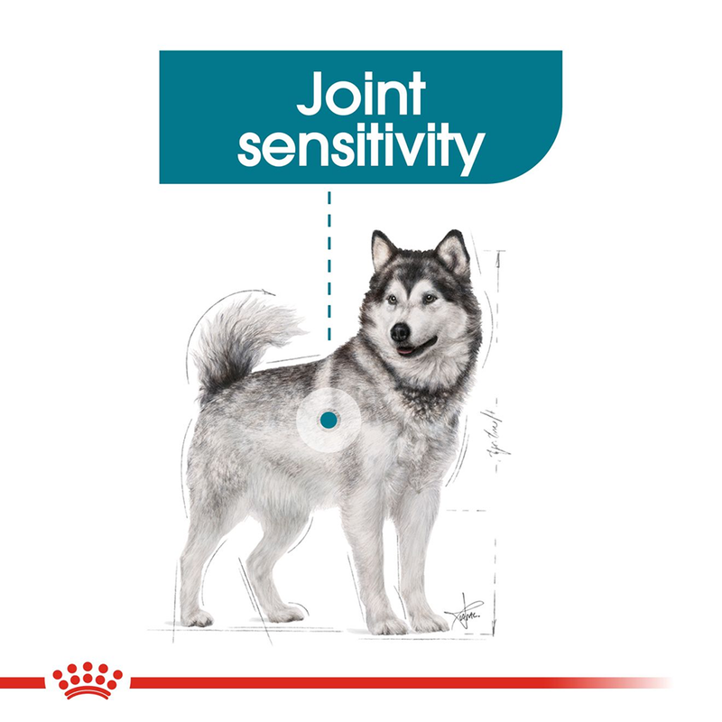 Royal Canin Joint Care Maxi Breed (26-44 kg) Dry Dog Food - 3 kg - Heads Up For Tails
