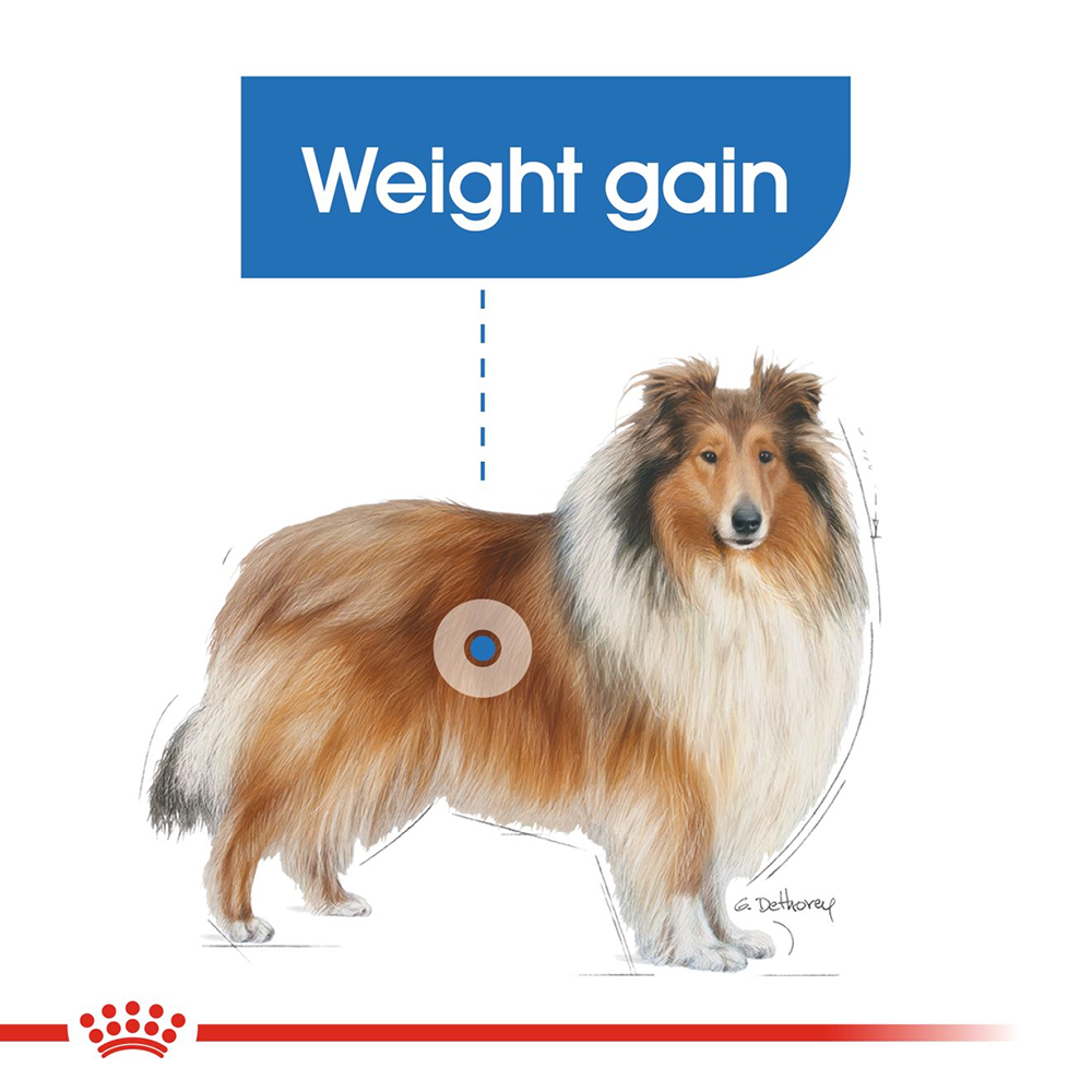 Royal Canin Light Weight Care Maxi Breed Dog Food - Heads Up For Tails