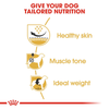 Royal Canin Pug Adult Dry Dog Food - Heads Up For Tails