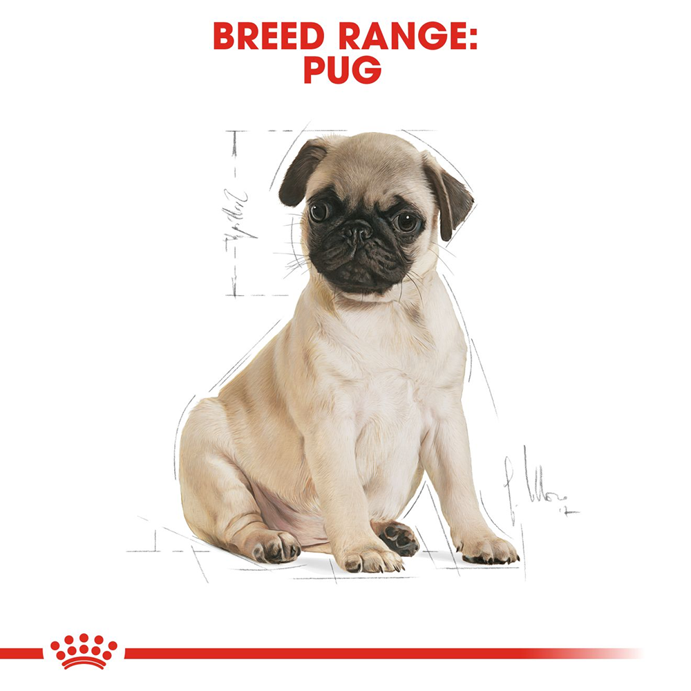 Royal Canin Pug Junior Food for Puppies - Heads Up For Tails