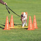 Trixie Dog Agility Obstacles - Pylon and Poles_04