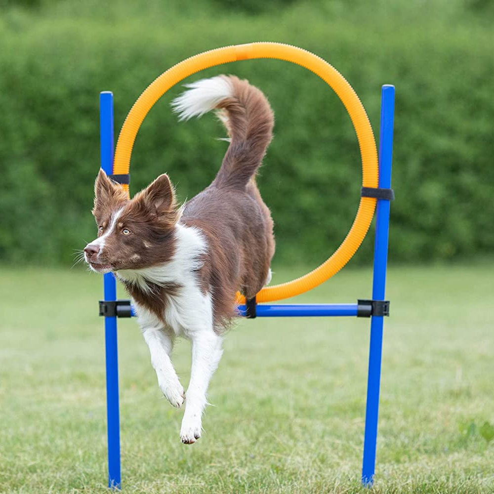 Trixie Dog Agility Ring, Orange/Blue - Heads Up For Tails