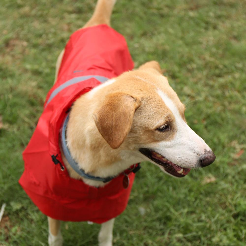 HUFT Pawring Dog Raincoat - Red5