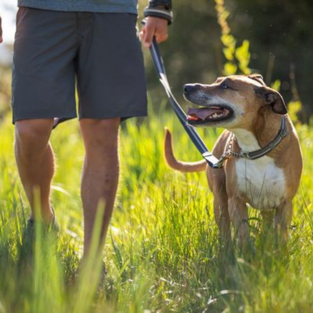 Ruffwear Chain Reaction Dog Collar Sunset Heads Up For Tails