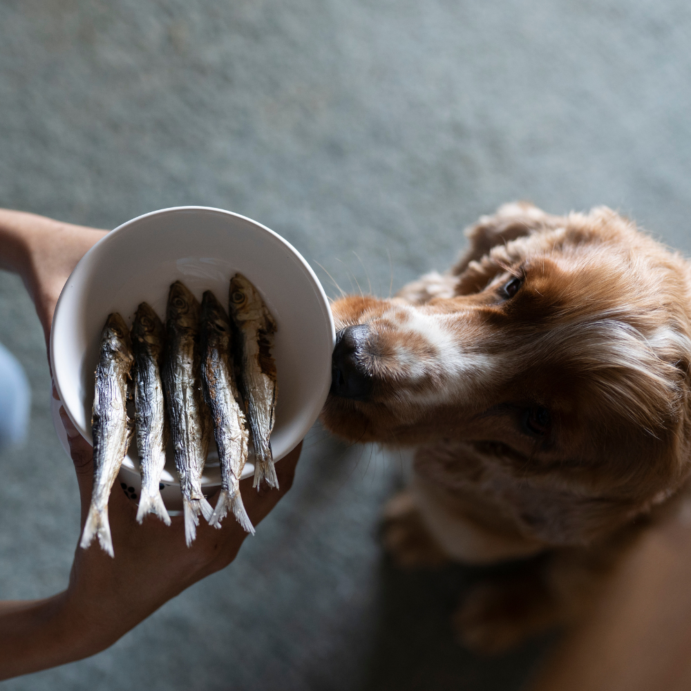 Canine Craving Dehydrated Sardines Dog Treat - 100 g - Heads Up For Tails