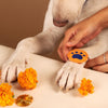 HUFT 'I Found Your Paw' Dog Rakhi - Heads Up For Tails