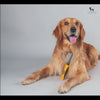 HUFT Double Sided Steel Comb for Cats & Dogs - Orange