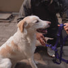 HUFT Classic Dog H-Harness - Navy