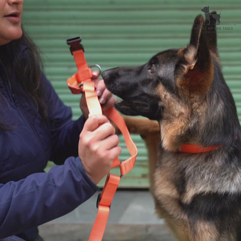 HUFT Classic Dog H Harness - Orange