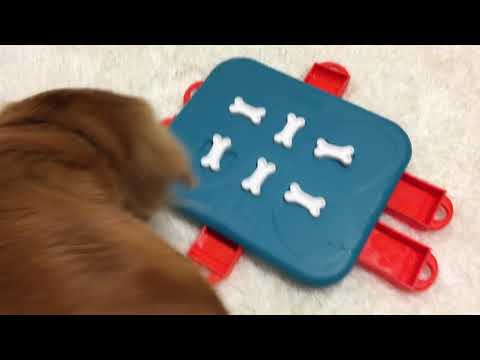 Outward Hound (Nina Ottosson) Dog Casino - Unlock, Pull & Treat - Interactive Dog Toy Video