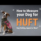 HUFT Zero Fluffs Given Dog T-Shirt