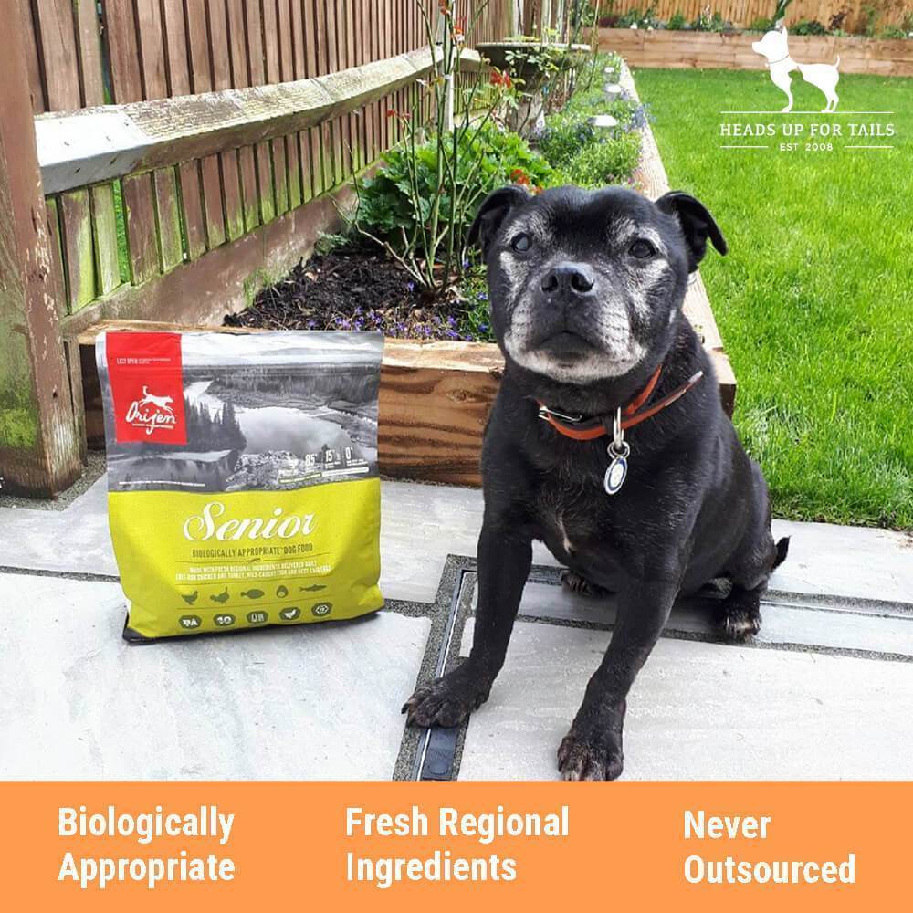 Best food for senior labrador cheap