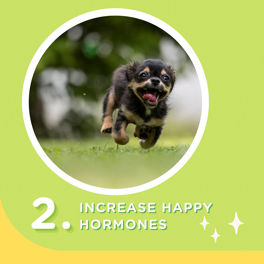 Happi Doggy Vegetarian Dental Chew - (Hip & Joint Support) Rosehip & Okra - Singles - 23 g-9
