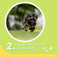 Happi Doggy Singles Dental Chew Dog Treat - Pack of 4_09